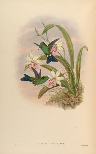 Timolia lerchi by John Gould